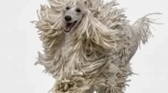 Pudel sznurowy: mody genetyki lub właścicieli?